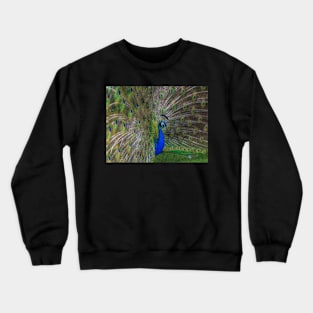 Peacock Crewneck Sweatshirt